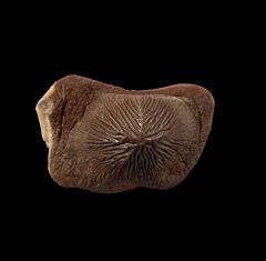 Texas Ptychodus mortoni tooth for sale | Buried Treasure Fossils