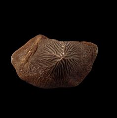 Cretaceous Ptychodus mortoni tooth for sale | Buried Treasure Fossils