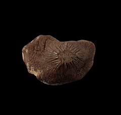 Rare Ptychodus mortoni tooth for sale | Buried Treasure Fossils