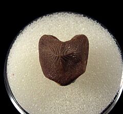 Real Ptychodus mortoni tooth for sale | Buried Treasure Fossils