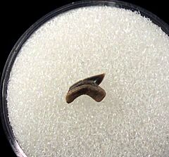 Rare Squalicorax pawpawensis tooth for sale | Buried Treasure Fossils