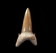 Sand Tiger shark tooth from Togo for sale | Buried Treasure Fossils