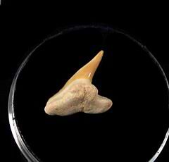Physogaleus tooth from Togo for sale | Buried Treasure Fossils
