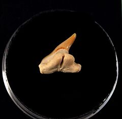 Togo Physogaleus tooth for sale | Buried Treasure Fossils