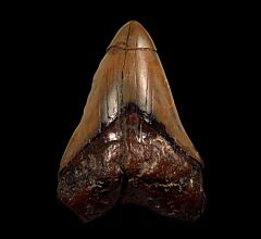 South African Megalodon tooth | Buried Treasure Fossils