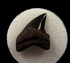 Virginia Alopias grandis tooth for sale | Buried Treasure Fossils