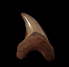  Rare Virginia Parotodus benedeni tooth for sale | Buried Treasure Fossils
