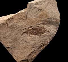 Fossil Crab for sale | Buried Treasure Fossils 