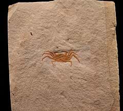 Miocene Fossil Crab for sale | Buried Treasure Fossils