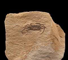 California Pinnixia Fossil Crab for sale | Buried Treasure Fossils
