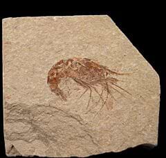 Lebanese Carpopenaeus shrimp fossil  for sale | Buried Treasure Fossils