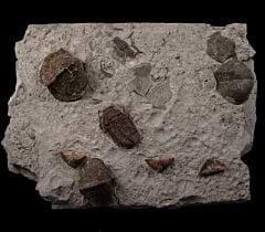 Rare Eldredgops (Phacops) rana milleri trilobite fossils for sale | Buried Treasure Fossils