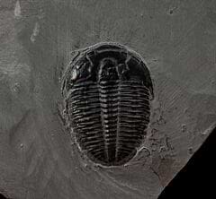 Large Elrathia kingi trilobite for sale | Buried Treasure Fossils