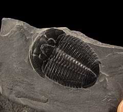 Extra large Elrathia trilobite fossils for sale | Buried Treasure Fossils