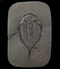 Dalmanites trilobite | Buried Treasure Fossils