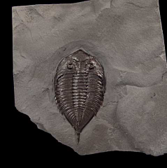 Dalmanites trilobite for sale | Buried Treasure Fossils