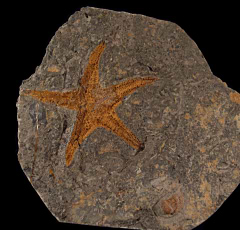 Moroccan Star Fish fossil| Buried Treasure Fossils
