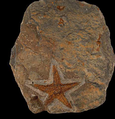 Moroccan Star Fish fossil for sale | Buried Treasure Fossils