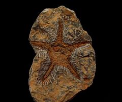 Petraster starfish | Buried Treasure Fossils