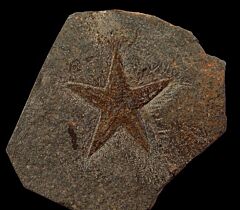 Petraster starfish for sale | Buried Treasure Fossils