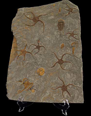 TOP QUALITY LARGE Ophiura Brittle Star for sale | Buried Treasure Fossils