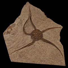 TOP QUALITY LARGE Ophiuroides sp., a Brittle Star for sale | Buried Treasure Fossils