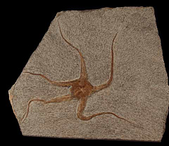 Brittle Star for sale from Morocco | Buried Treasure Fossils