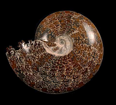 Madagascar ammonite for sale | Buried Treasure Fossils