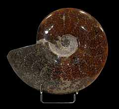 Large polished Cleoniceras ammonite for sale | Buried Treasure Fossils