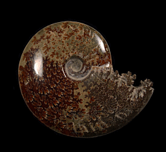 Extra large Cleoniceras ammonite for sale | Buried Treasure Fossils