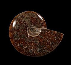 Madagascar ammonite for sale | Buried Treasure Fossils