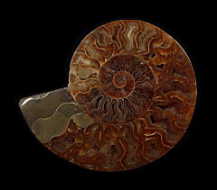 Polished Cleoniceras ammonite slice | Buried Treasure Fossils