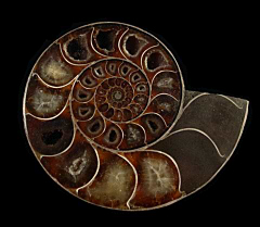 Sliced Cleoniceras ammonite | Buried Treasure Fossils