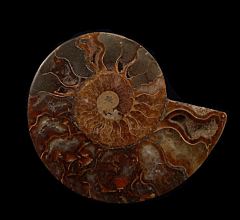 Polished ammonite slice for sale | Buried Treasure Fossils