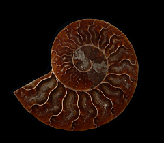 Cleoniceras ammonite for sale | Buried Treasure Fossils