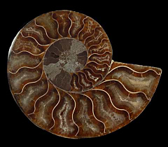 Cretaceous ammonite for sale | Buried Treasure Fossils