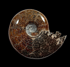 Desmoceras ammonite | Buried Treasure Fossils