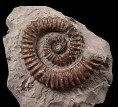 Aegocrioceras ammonite for sale | BuriedTreasureFossils