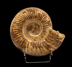 Extra Large Cranaosphinctes ammonite for sale | Buried Treasure Fossils