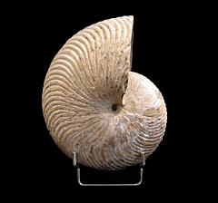 Extra Large Nautiloid ammonite for sale | Buried Treasure Fossils
