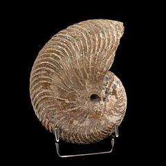 Madagascar Nautiloid ammonite for sale | Buried Treasure Fossils
