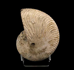 Nautiloid ammonite for sale | Buried Treasure Fossils