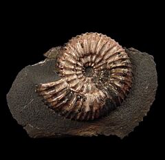 Ammonite - Speetoniceras for sale | Buried Treasure Fossils