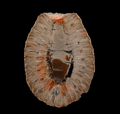 Large Araucaria mirabilis cone for sale | Buried Treasure Fossils