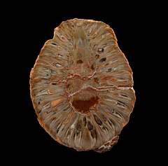 Araucaria cone polished half for sale | Buried Treasure Fossils