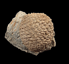 Araucaria pine cone | Buried Treasure Fossils