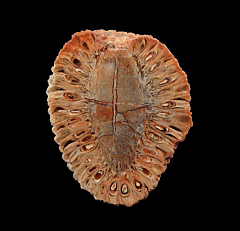 Colorful Araucaria pine cone polished half for sale | Buried Treasure Fossils