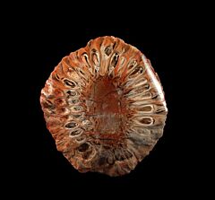 Araucaria mirabilis polished half for sale | Buried Treasure Fossils