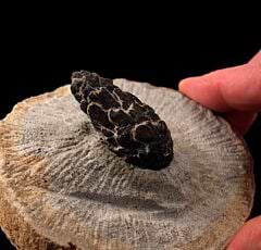 Pinus species Pine Cone for sale| Buried Treasure Fossils