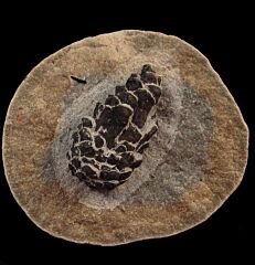German Fossil Pine Cone for sale | Buried Treasure Fossils